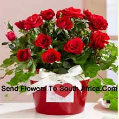 Un bel arrangement de 18 roses rouges avec des remplissages saisonniers